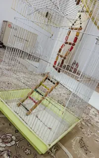 قفس عروس
