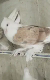 کفتر