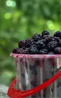 شاه توت