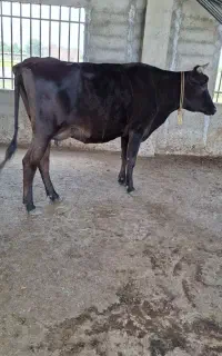 گاو شیری جوان نژاد جرسی
