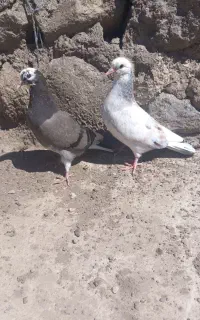 کبوتر