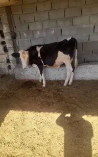 دو عددگوساله سیمنتال نر