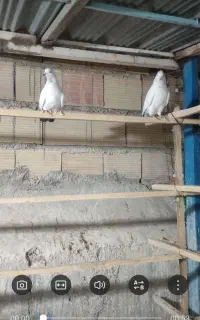 کبوتر پرشی