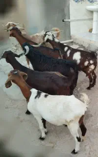 ۵عدد بز و یک بزغاله