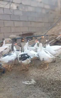 10عدد غاز جوان