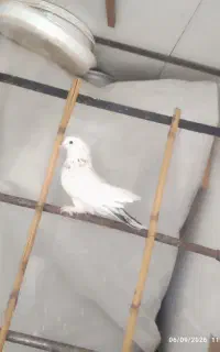 نر خال پیس دم رش