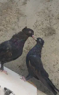 جفت جوجه اصفهانی سیاه نک سرخ چشم سفید