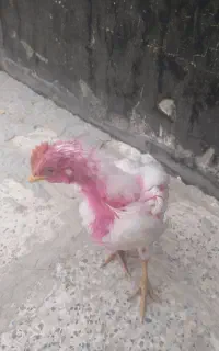 یک عدد جوجه رنگی