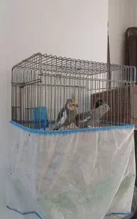 عروس هلندی