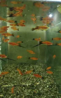 ماهی فنسی و سوآرتر