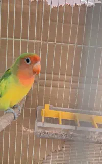 طوطی برزیلی نر بالغ