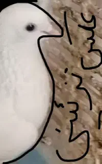 پیداشده