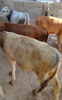 گوساله