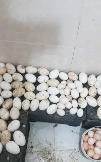 تخم بوقلمون برنز