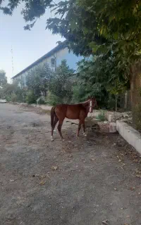 اسب کره ماده