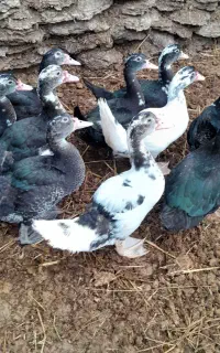 اردک اسرائیلی