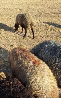 میش جوان ۶۰ راس