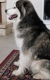 واگذاری مالاموت