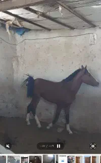 نریون درهشوری
