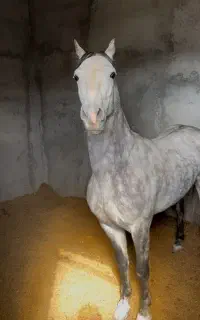 نوه انسیاتور کره ژنرال دو سر کرد