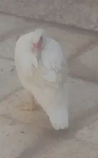 فروش اردک ماده روسی