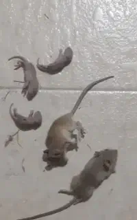 سم پاشی(سمپاشی)سوسک ساس موش وکلیه حشرات