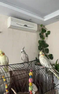 عروس هلندی گمشده