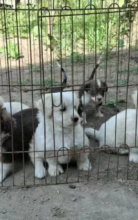 فروش توله سگ