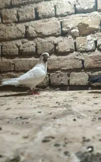 کفتر پرشی یاهو جوجه