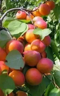 باغبانی. صفرتاصداجرای باغبانی درخت کاری هرس سمپاش