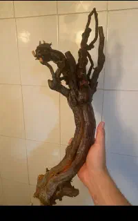 جوب انگور مناسب دیزاین اکواریوم