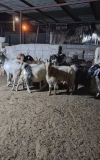 ۱۱ عدد بز ابستن