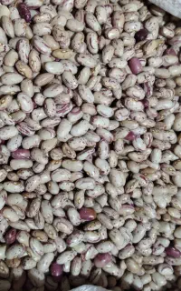 لوبیا چیتی