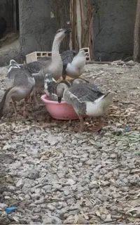 قو غاز دوماهه