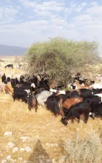 بز کهره دار