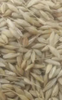 ۱۵تن جومحلی موجودهست