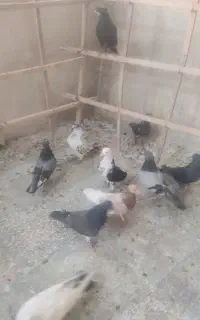 کبوتر پرشی
