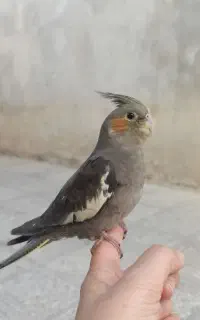 عروس هلندی دون خور شده