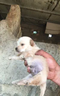 توله پاکوتاه