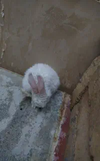 بچه خرگوش