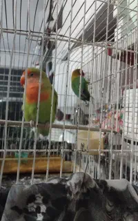 کوتوله خوش رنگ نر وماده