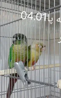 گرینچیک آناناسی جفت جوان 4 ماه با تست
