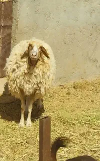 فروش بره سالم و پرواری