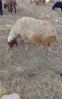 سه عدد میش داشتی در جه یک سه ماه ابستن