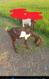 بز شیشک گوش بلند