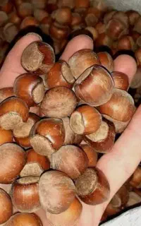 فندوق