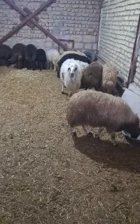 بره نر و ماده