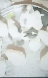 بچه خرگوش
