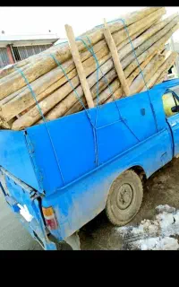 خرید و فروش انواع چوب چنار خریدارم