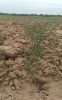 بوجاری زیره سبز